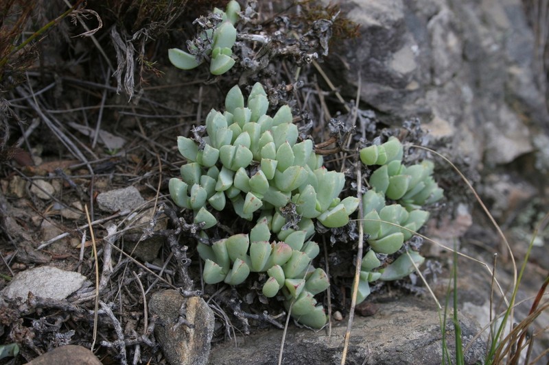 Oscularia deltoides photo 3