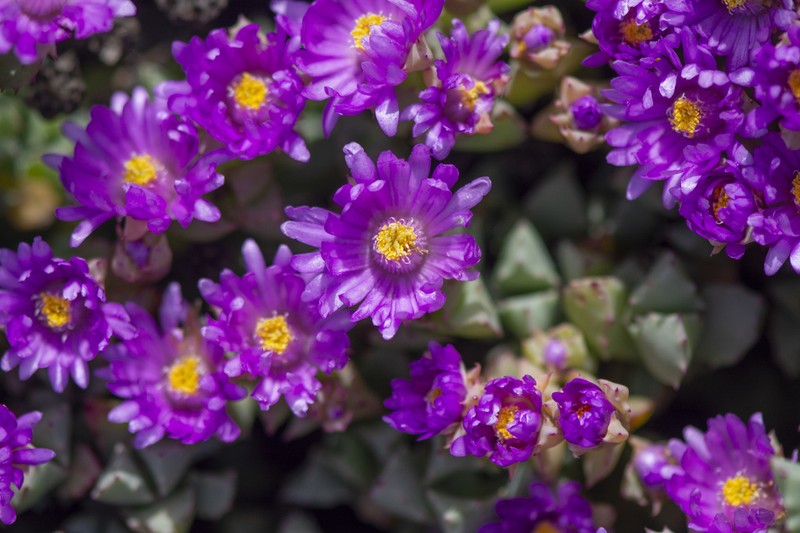 Oscularia deltoides photo 4