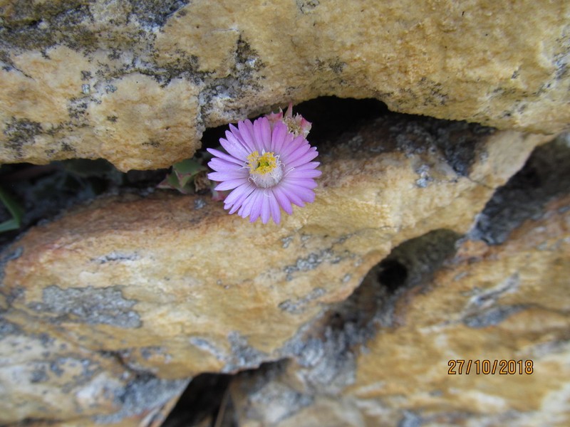 Oscularia deltoides photo 5
