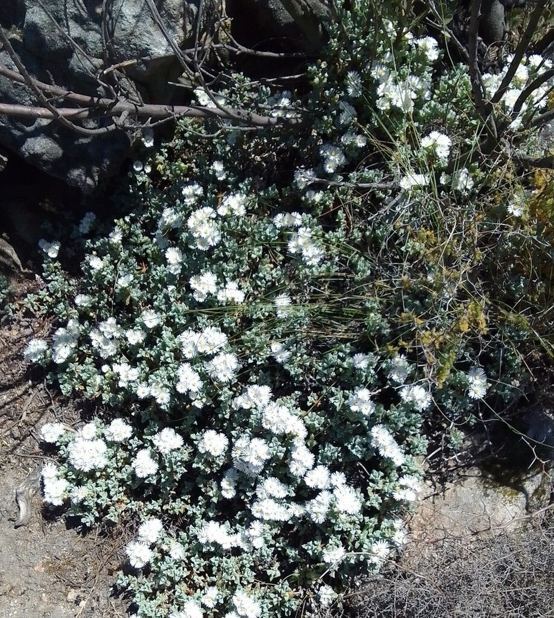 Oscularia deltoides photo 6