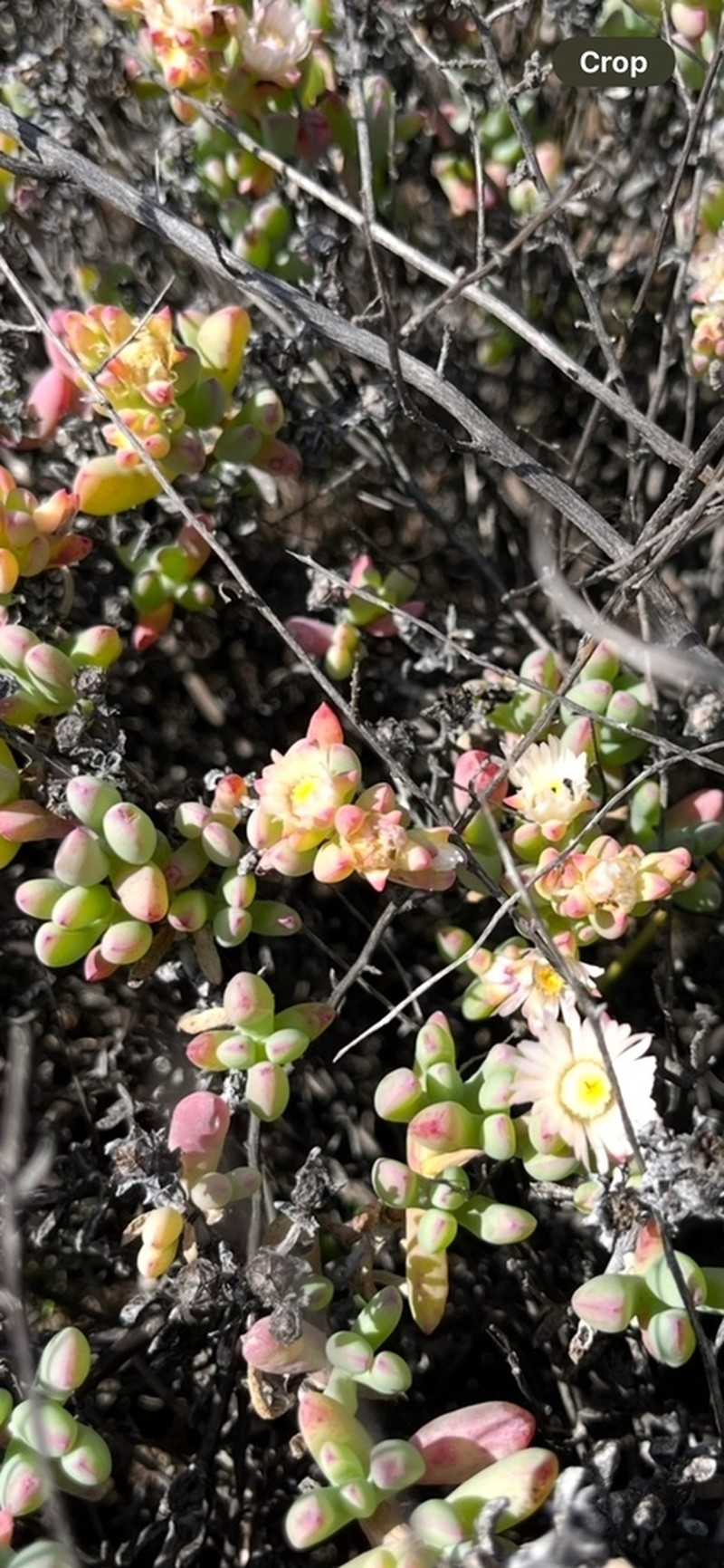 Oscularia lunata