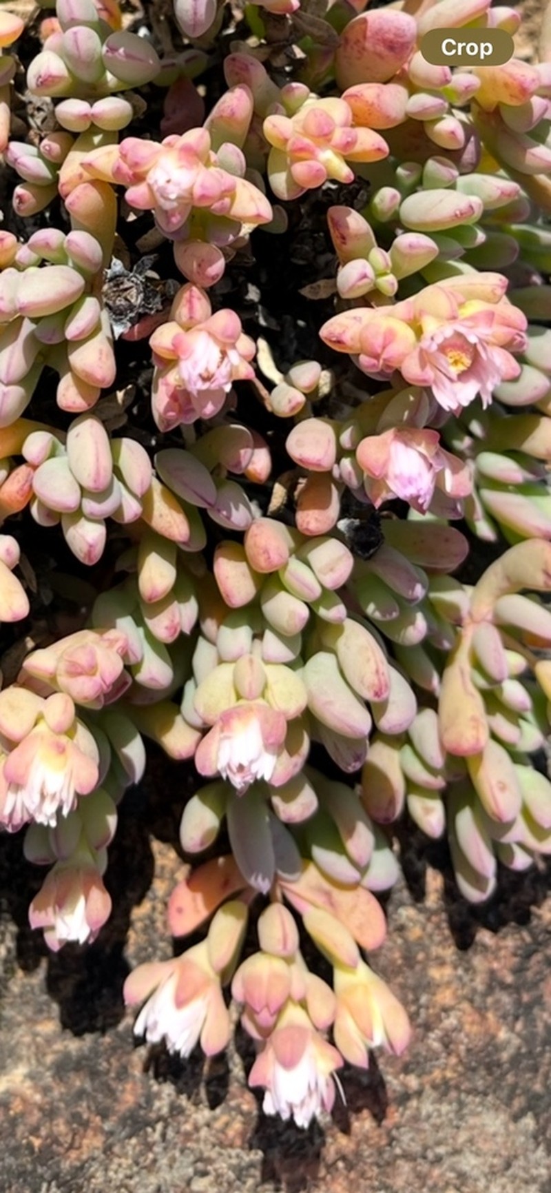 Oscularia lunata photo 2