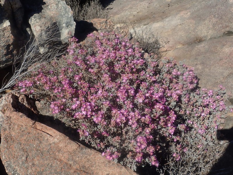 Oscularia lunata photo 3