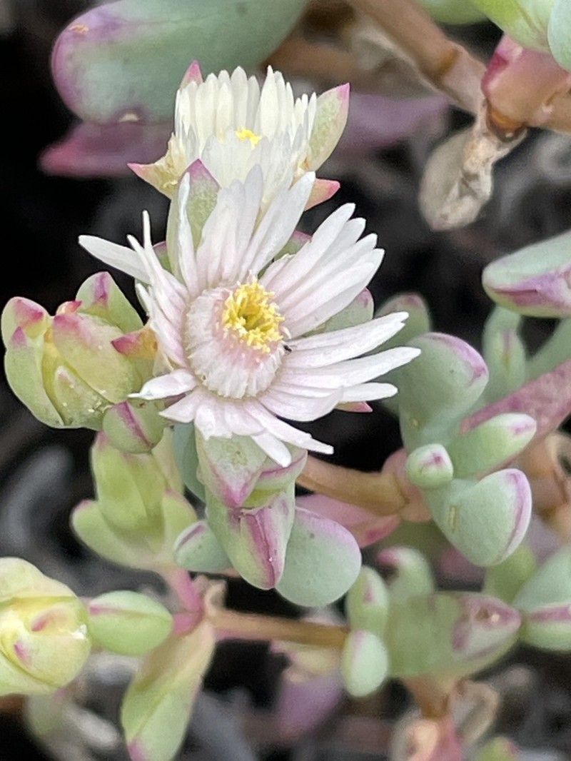Oscularia lunata photo 4