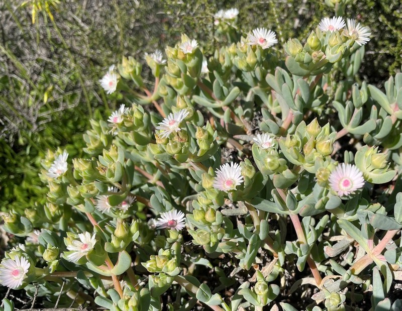 Oscularia lunata photo 5