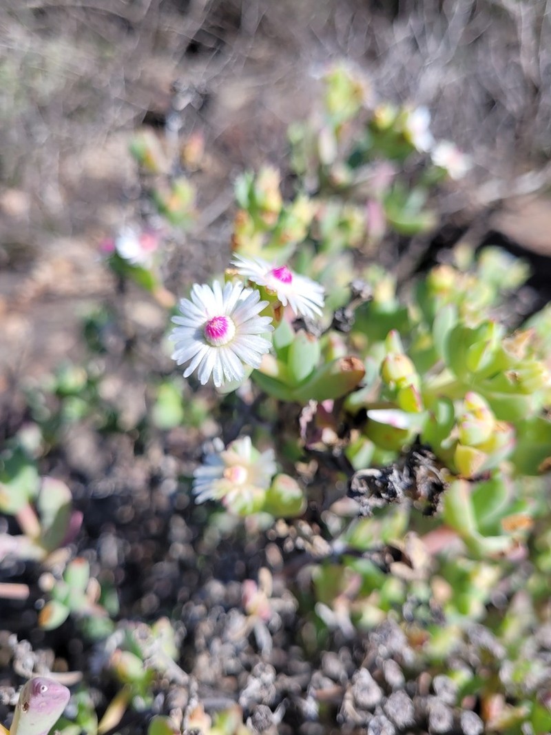Oscularia lunata photo 6