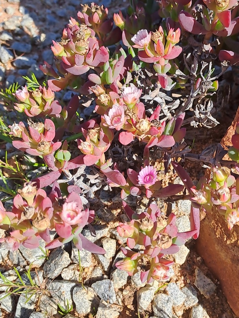 Oscularia lunata photo 7