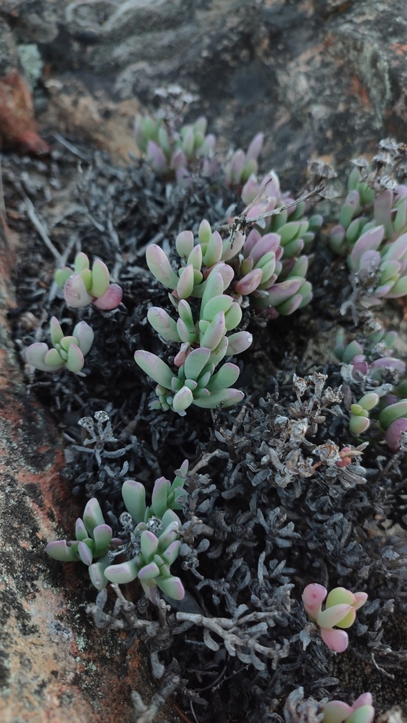 Oscularia lunata photo 8