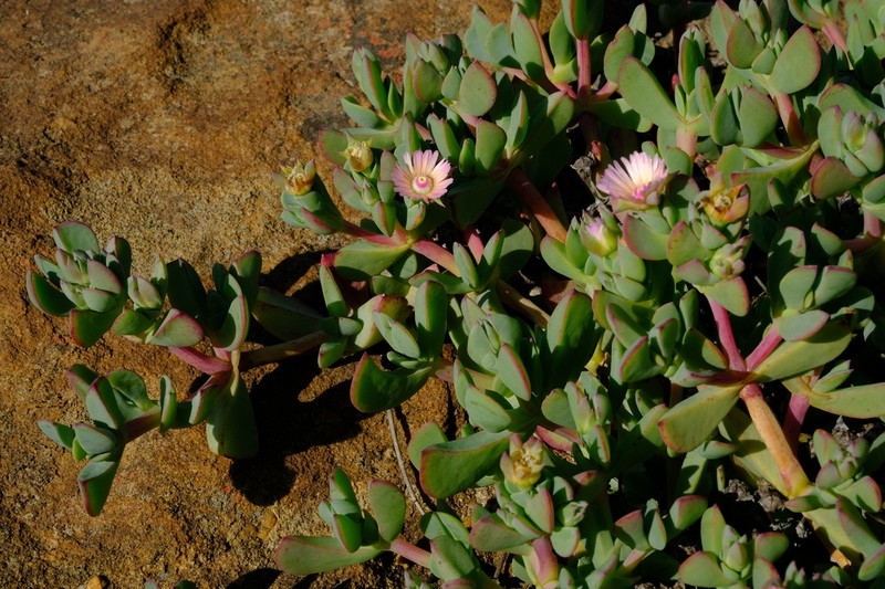 Oscularia ornata