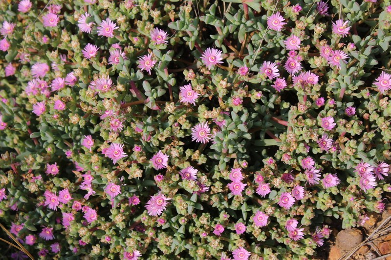 Oscularia ornata photo 2