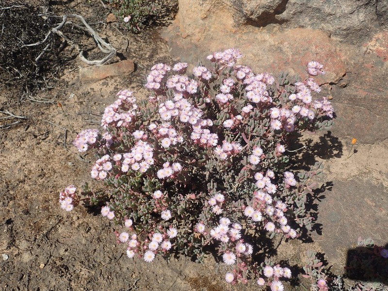 Oscularia ornata photo 3