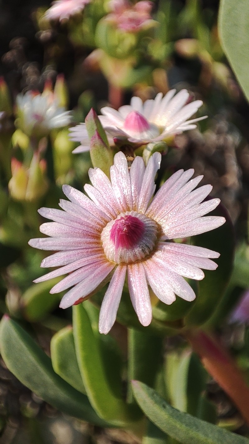 Oscularia ornata photo 4
