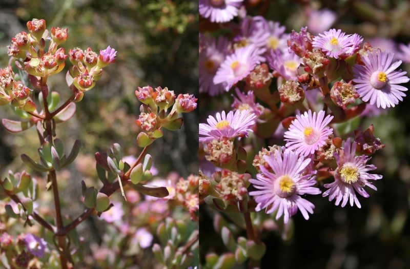Oscularia ornata photo 5