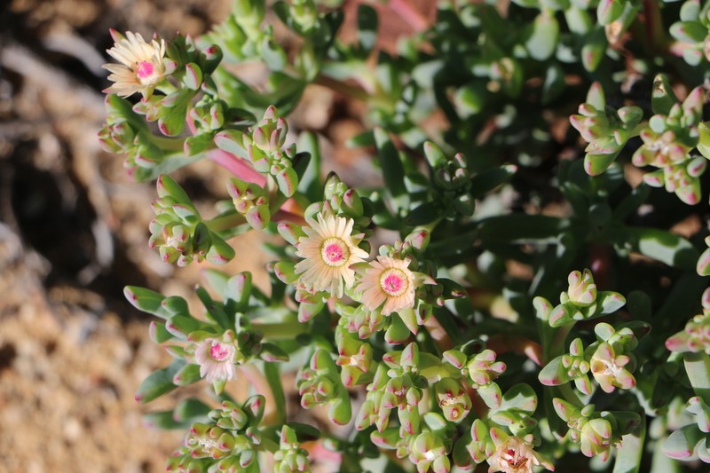 Oscularia ornata photo 6