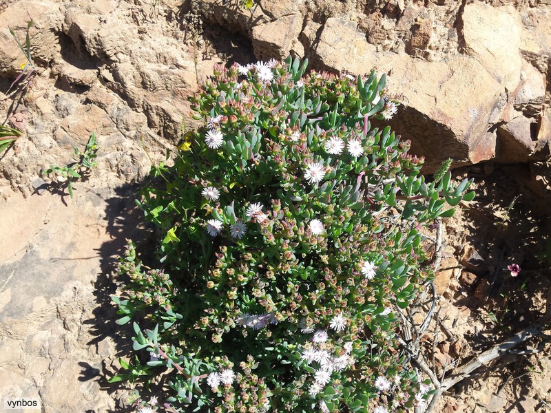 Oscularia ornata photo 7