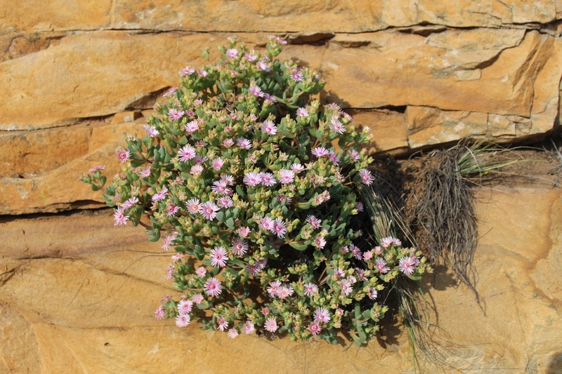 Oscularia ornata photo 8