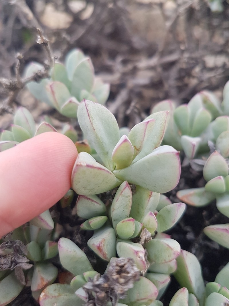 Oscularia paardebergensis