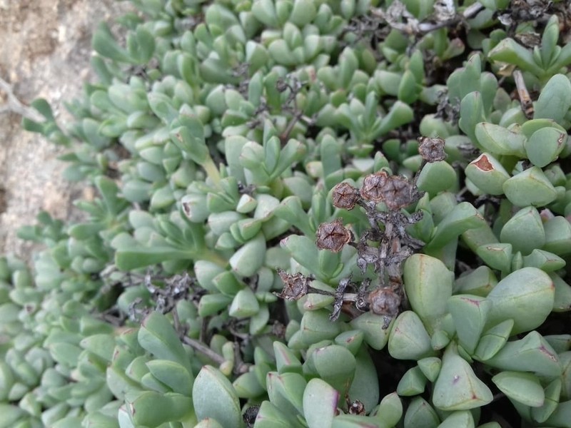 Oscularia paardebergensis photo 2