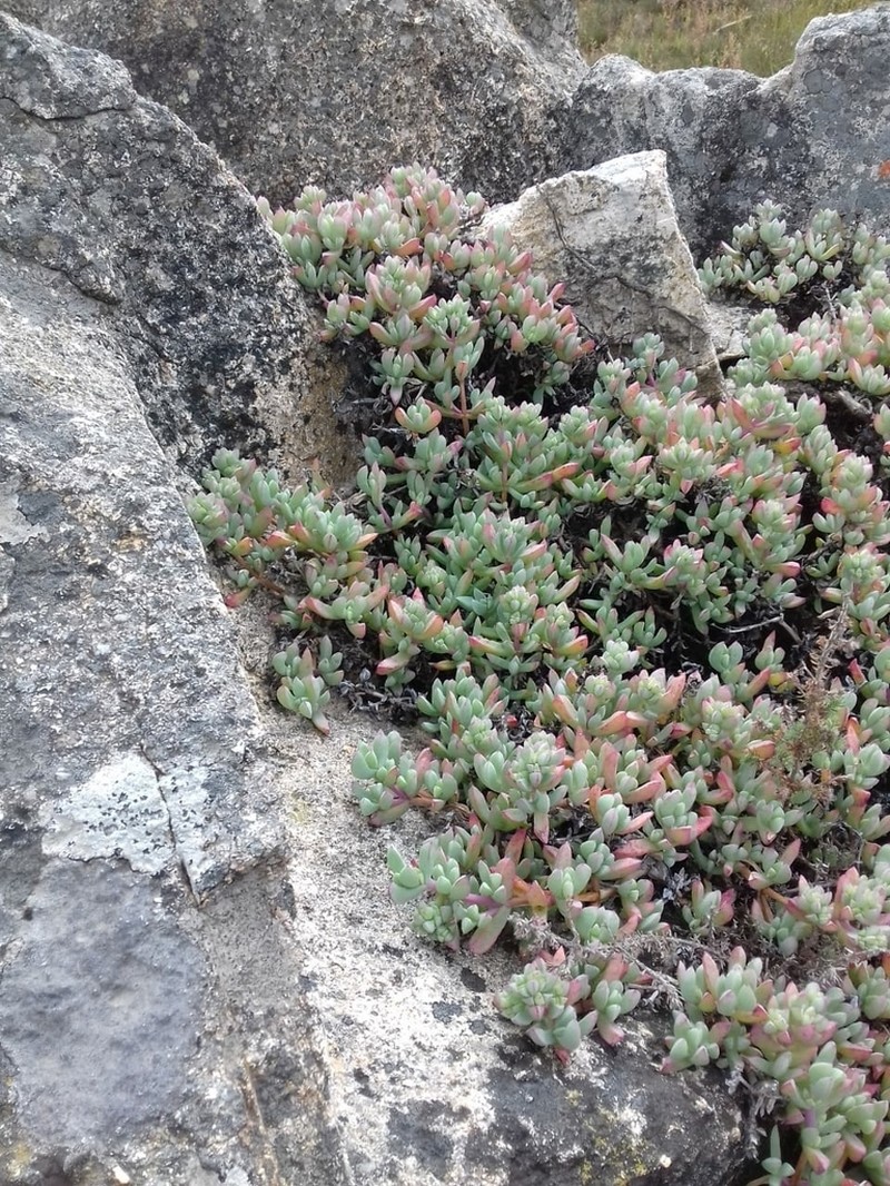 Oscularia paardebergensis photo 3