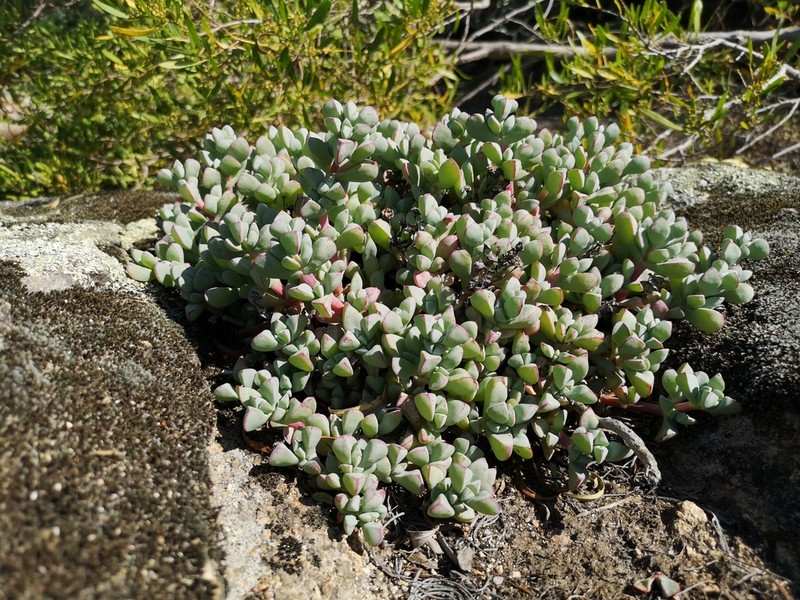 Oscularia paardebergensis photo 4