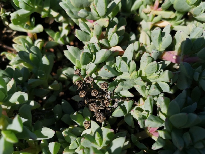 Oscularia paardebergensis photo 5