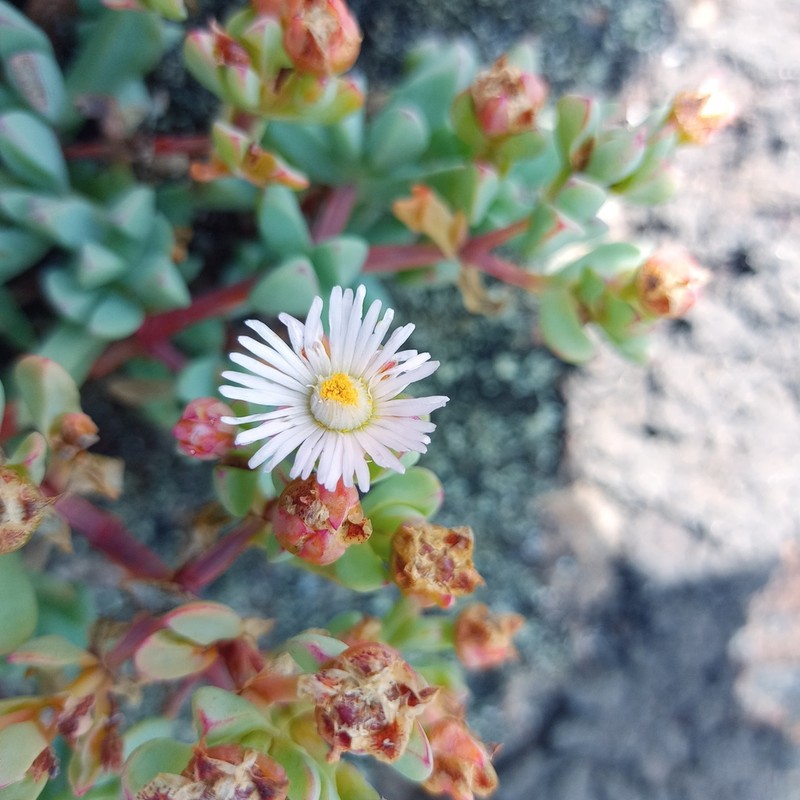 Oscularia paardebergensis photo 6