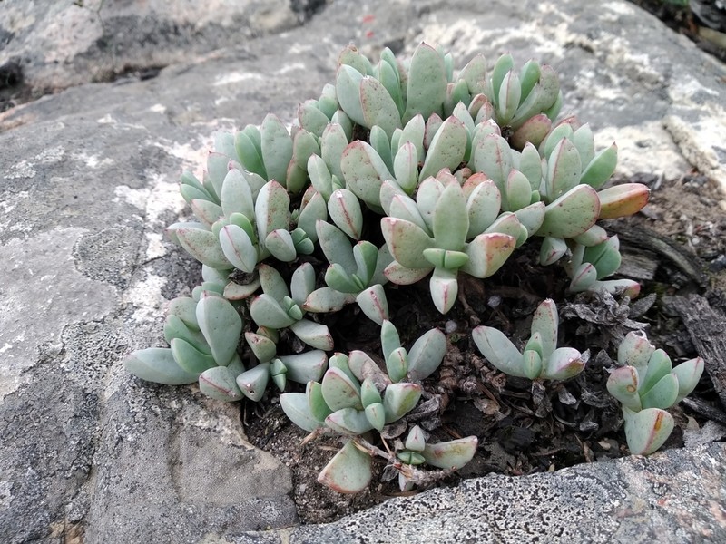 Oscularia paardebergensis photo 7