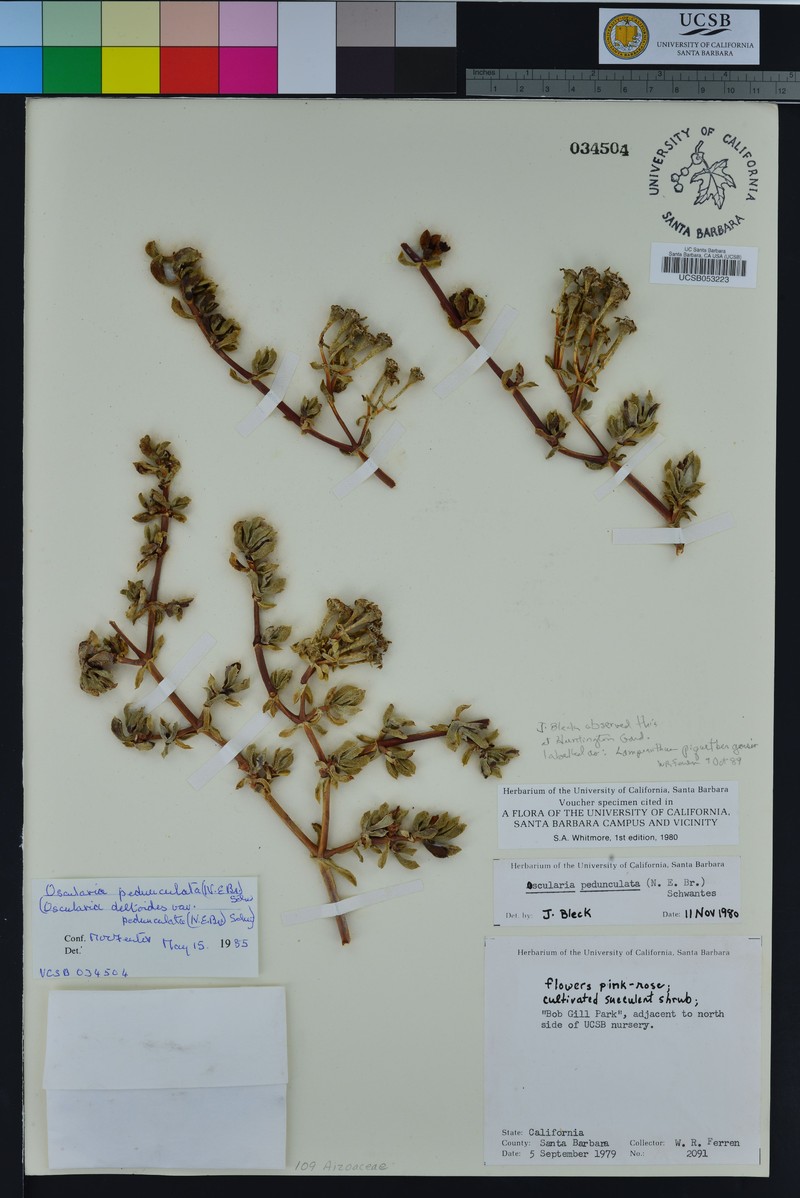 Oscularia pedunculata