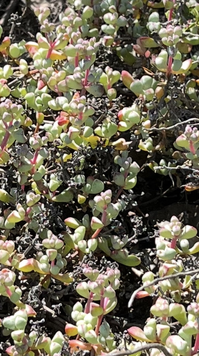 Oscularia piquetbergensis photo 2