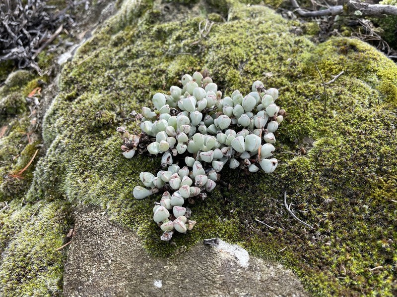 Oscularia piquetbergensis photo 3