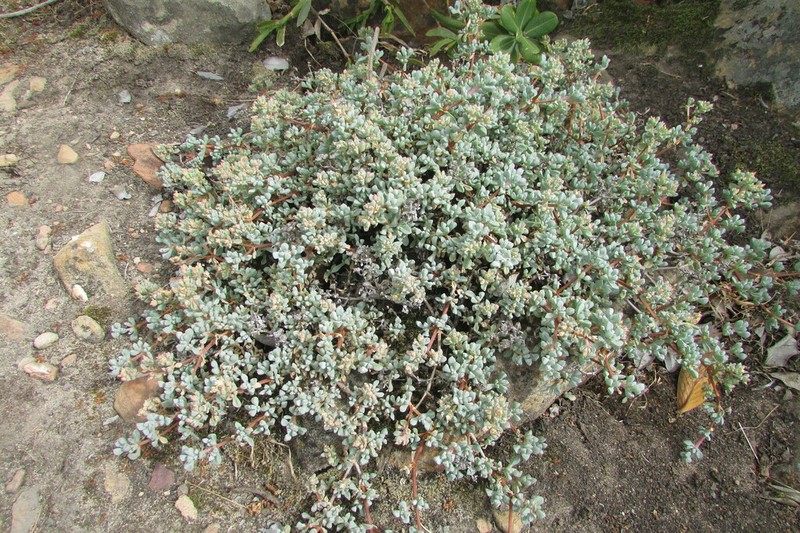Oscularia piquetbergensis photo 4