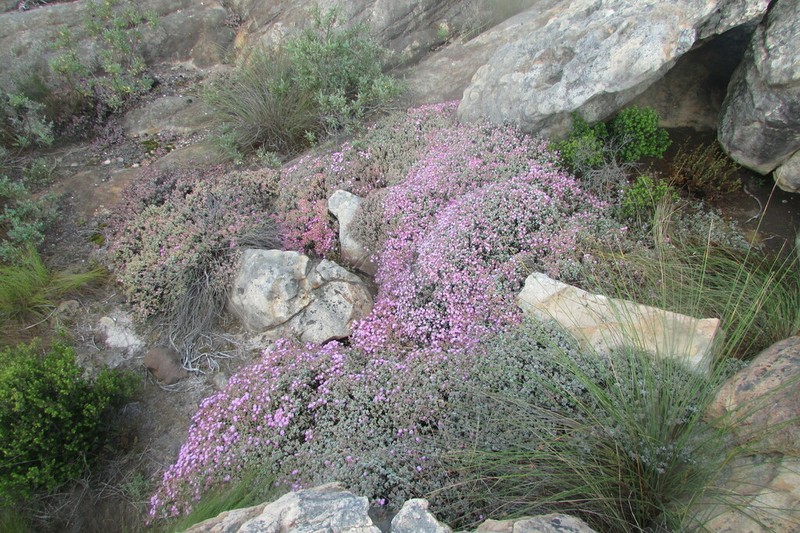 Oscularia piquetbergensis photo 5