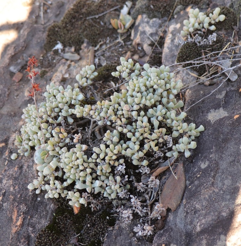Oscularia piquetbergensis photo 6