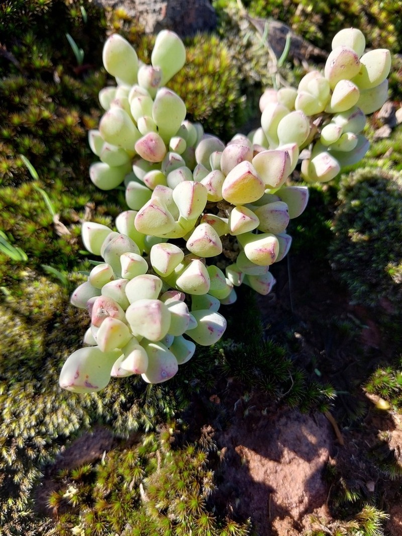 Oscularia piquetbergensis photo 7