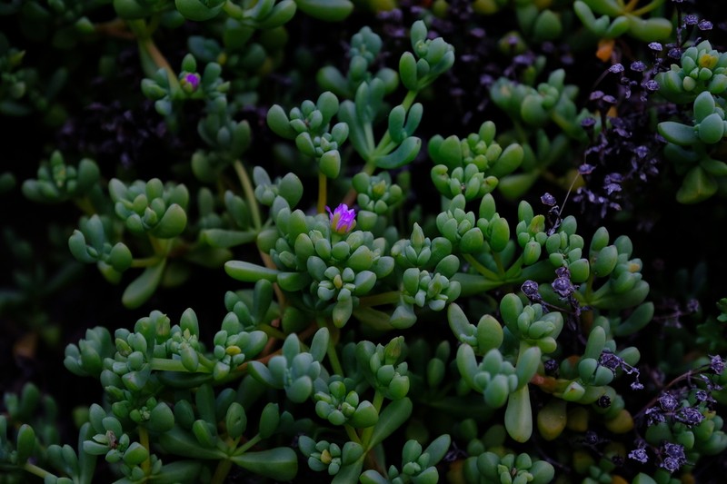 Oscularia prasina