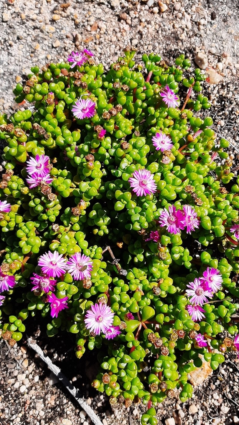 Oscularia prasina photo 3