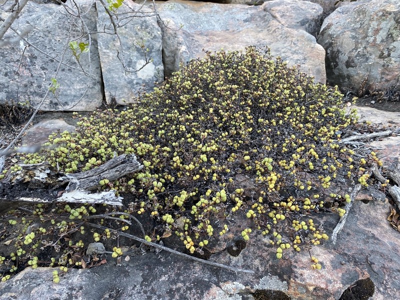 Oscularia prasina photo 4