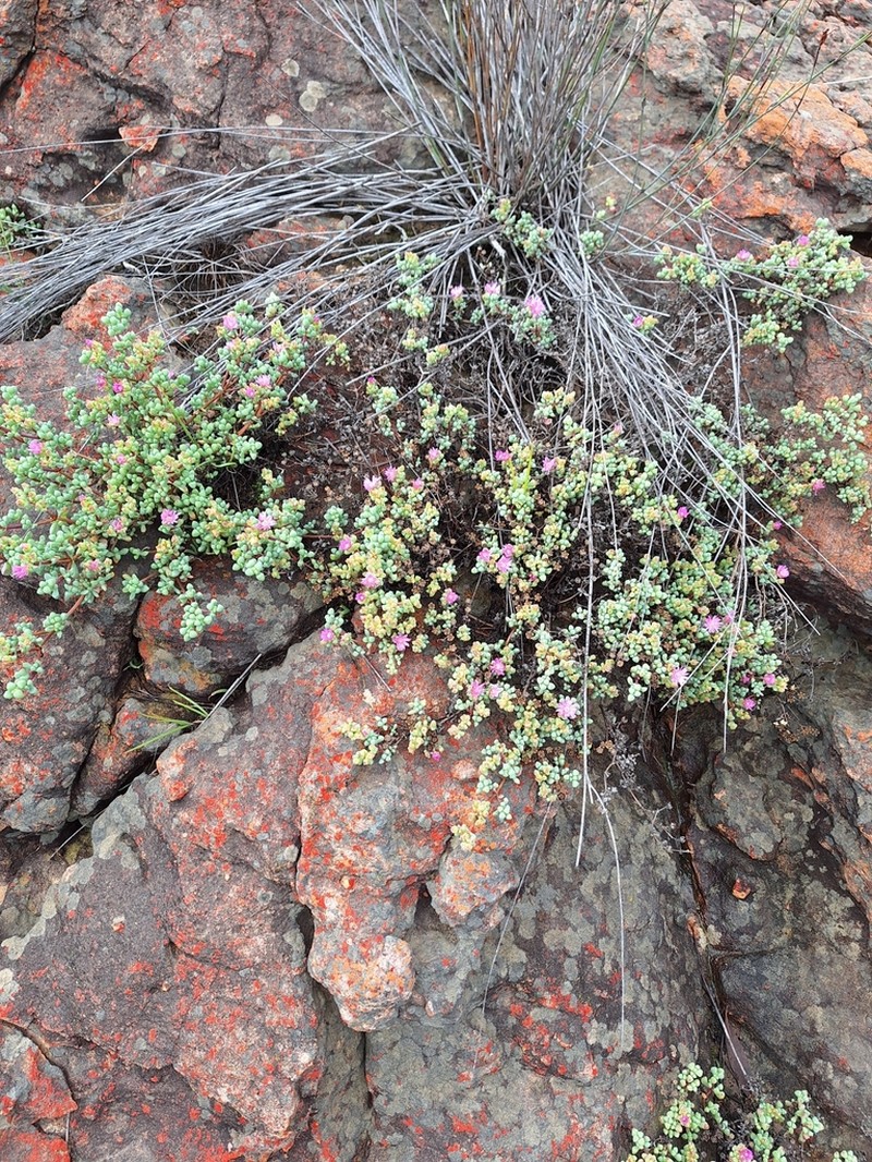 Oscularia prasina photo 5