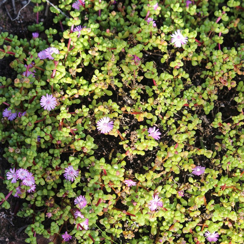 Oscularia prasina photo 7