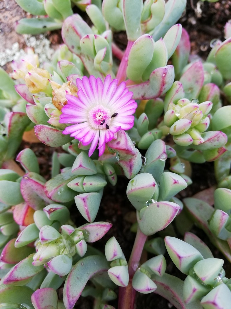 Oscularia steenbergensis
