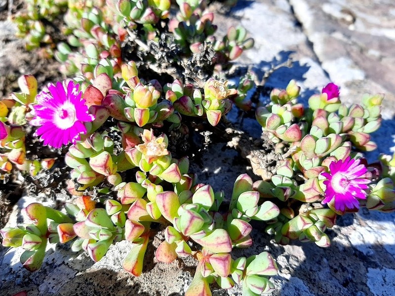 Oscularia steenbergensis photo 2