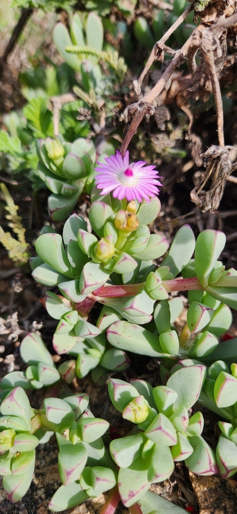 Oscularia steenbergensis photo 3