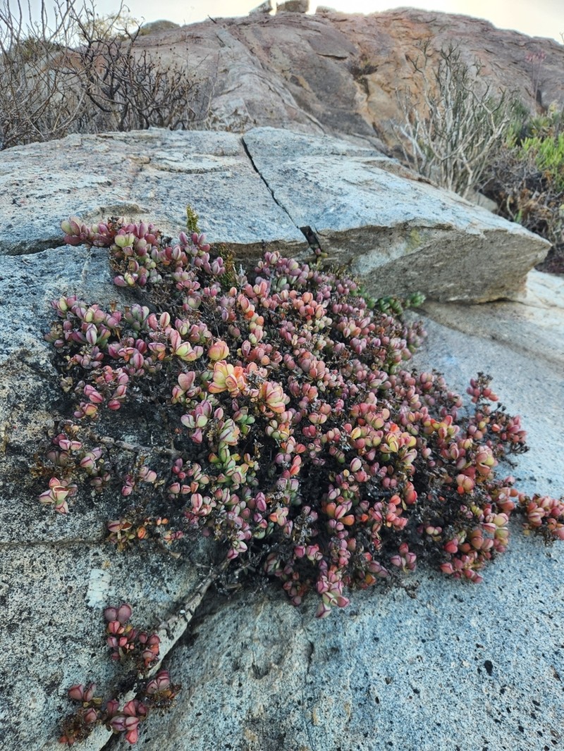 Oscularia steenbergensis photo 4