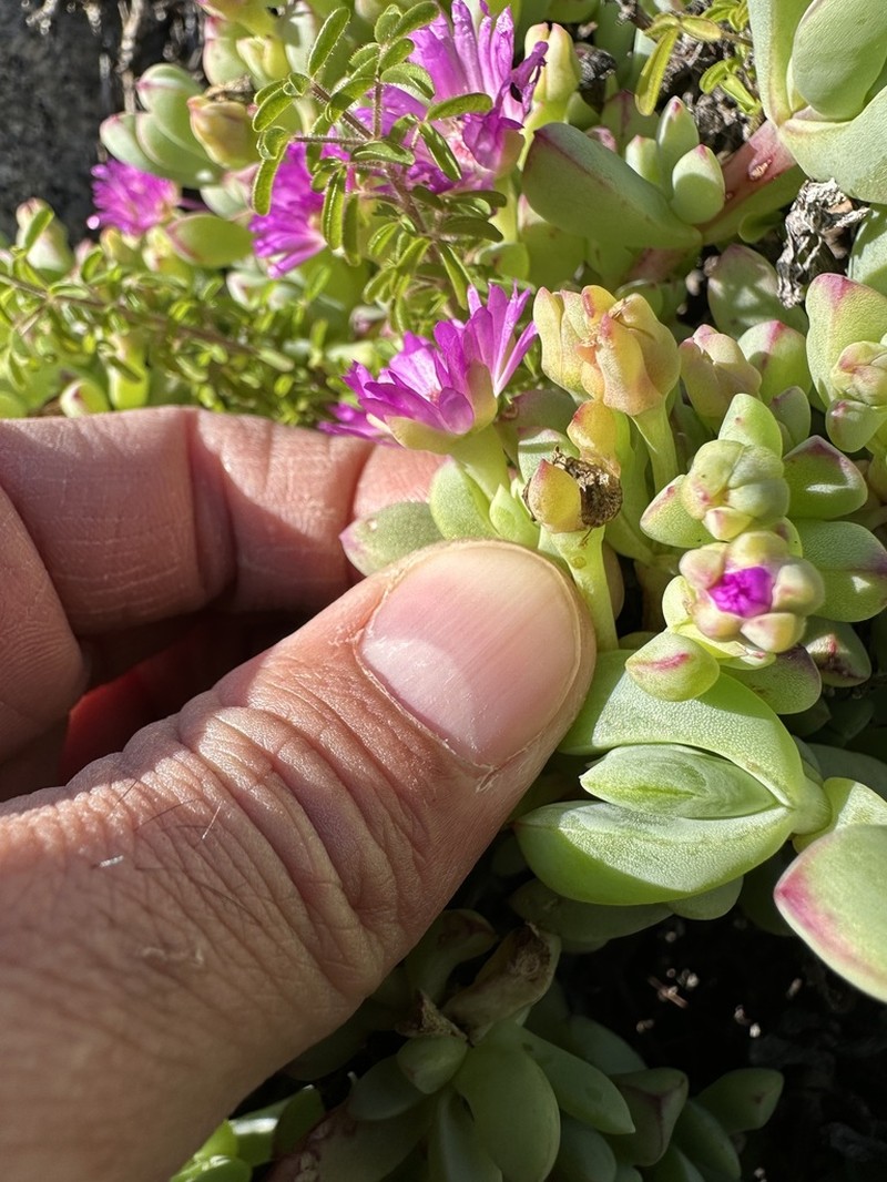 Oscularia steenbergensis photo 5