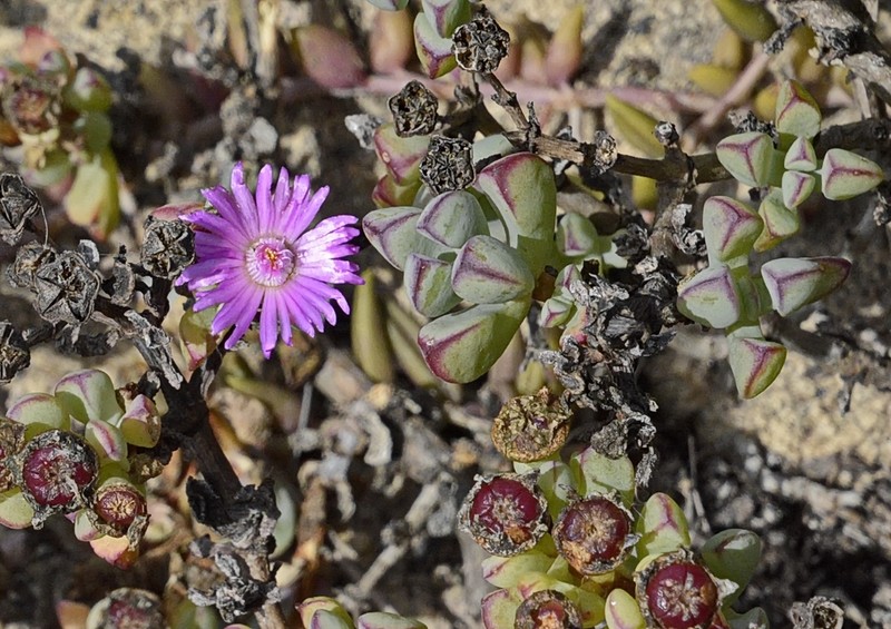 Oscularia steenbergensis photo 6