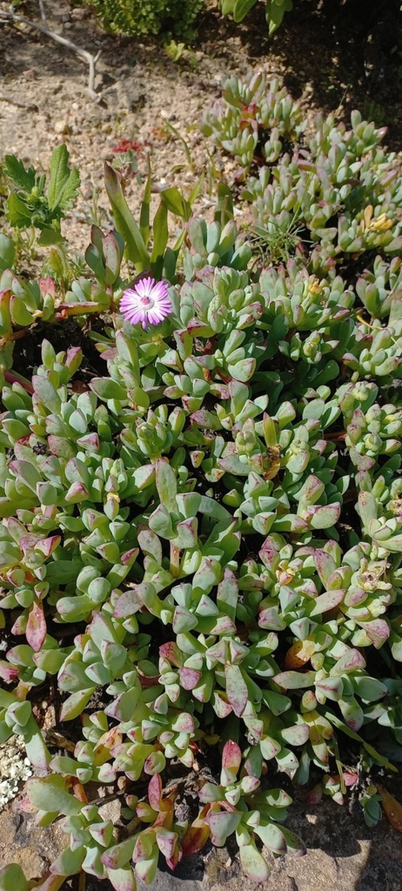 Oscularia steenbergensis photo 7