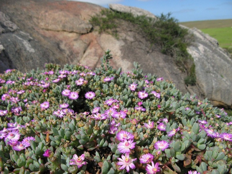 Oscularia steenbergensis photo 8