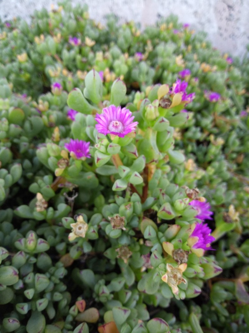 Oscularia vredenburgensis photo 2