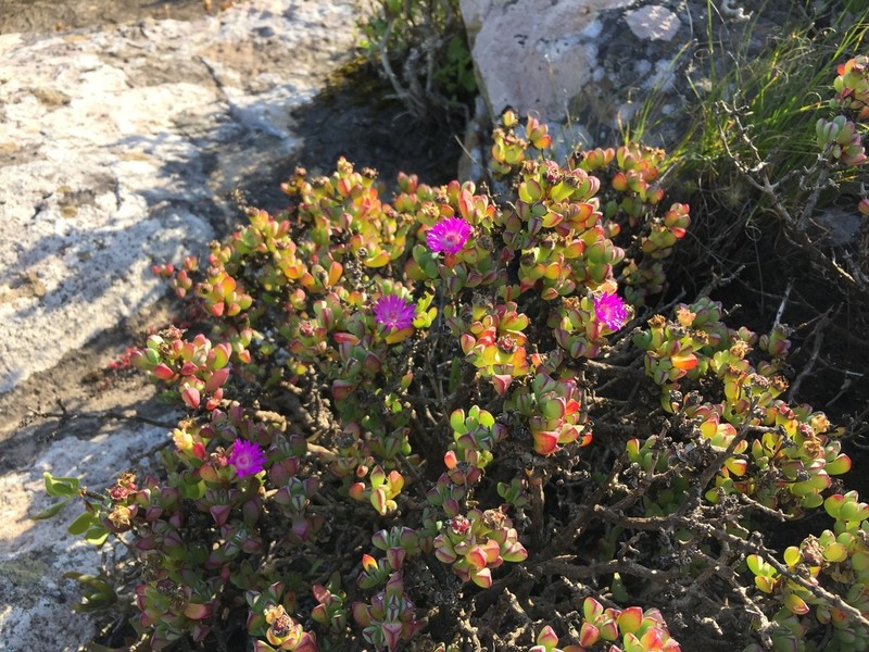 Oscularia vredenburgensis photo 3