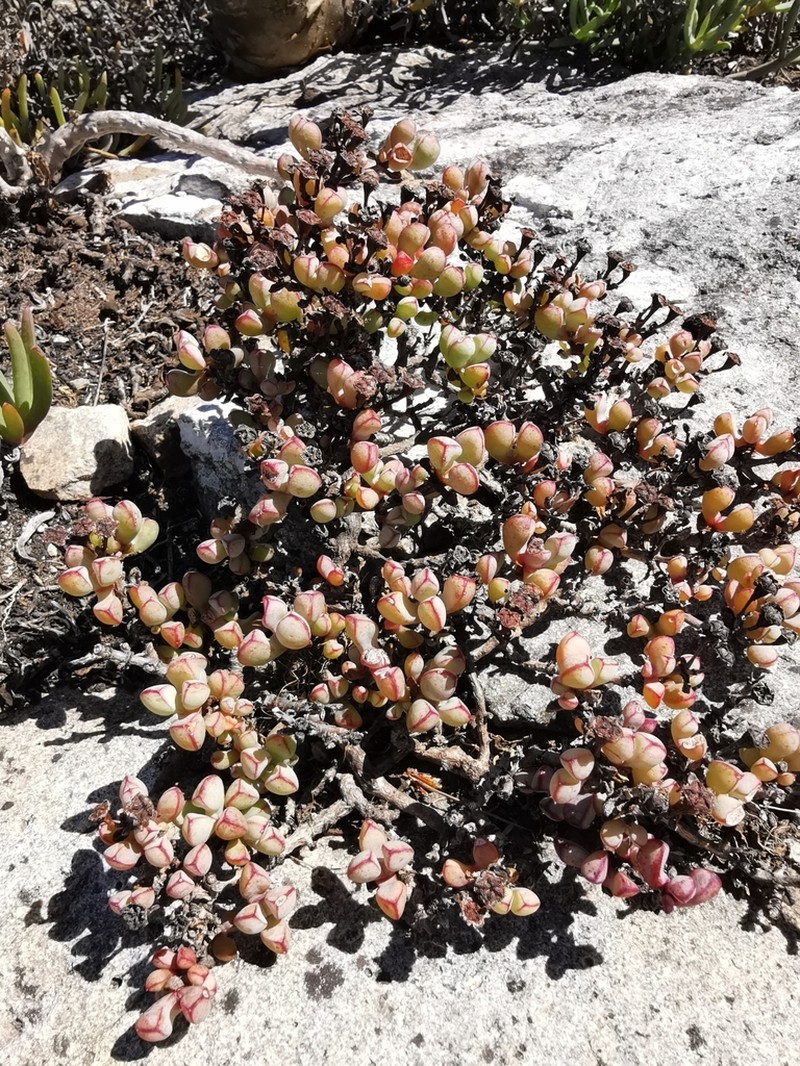 Oscularia vredenburgensis photo 4